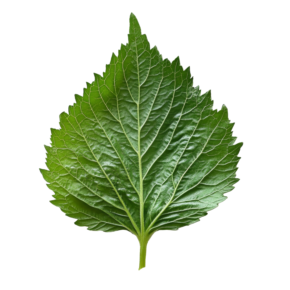 Fresh shiso leaves displayed on a clean transparent background showcasing their vibrant green colors and textured edges, Shiso leaves on transparent background png