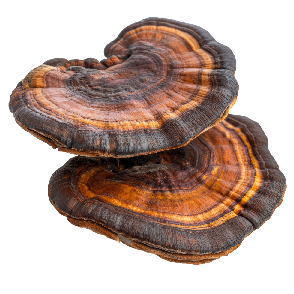 Exploring the unique features of Lingzhi mushroom Ganoderma lucidum on a transparent background, Lingzhi Mushroom Ganoderma Lucidum on transparent background png