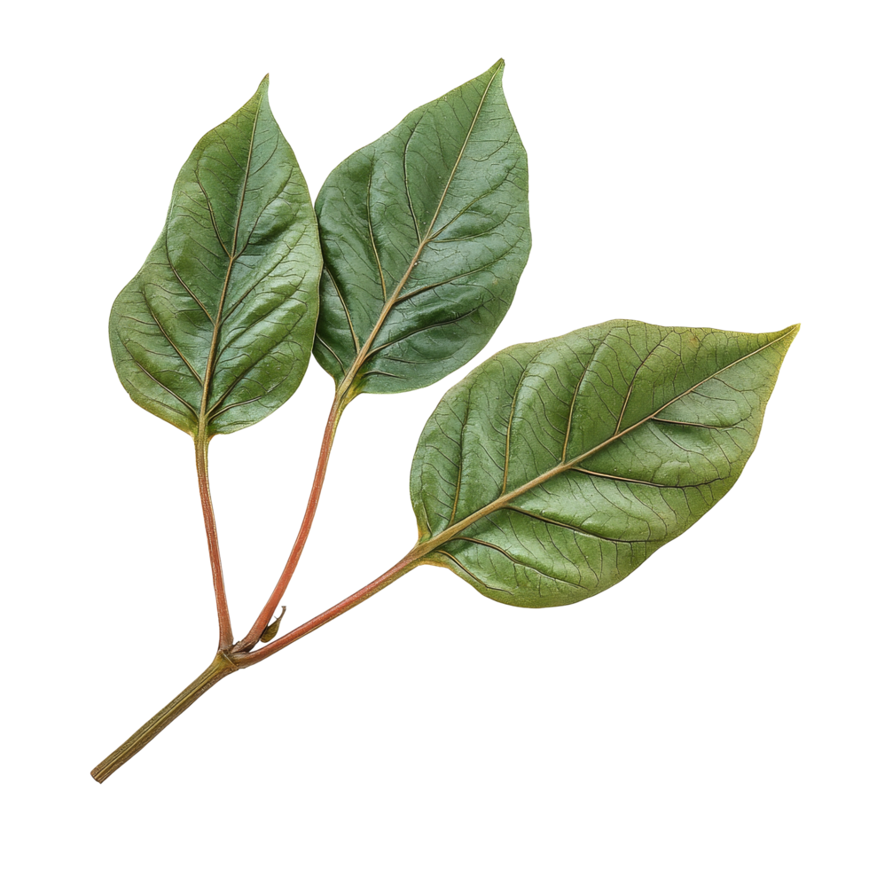 Fresh Piper sarmentosum leaves exhibiting vibrant green colors isolated on a transparent background for culinary use, Piper sarmentosum isolated on transparent background png