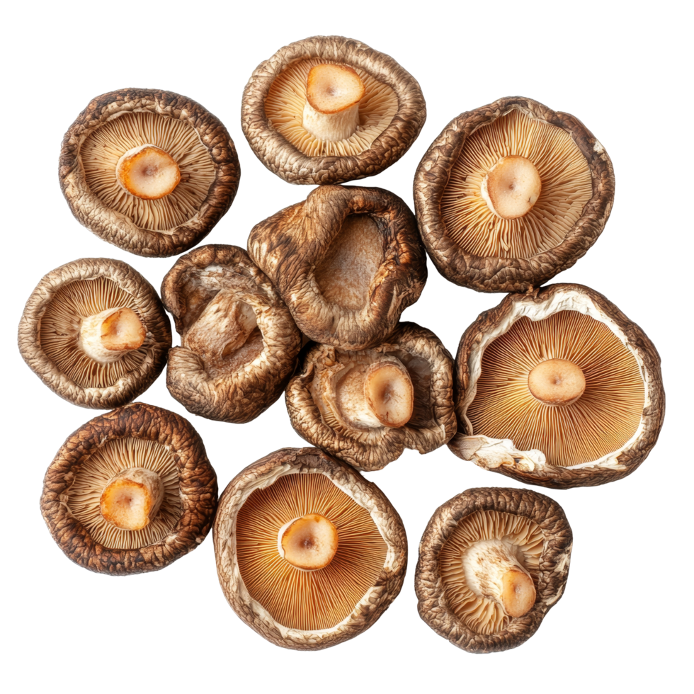 Dried shiitake mushrooms arranged beautifully on a transparent background for culinary inspiration and recipes, dried shiitake mushrooms on transparent background png