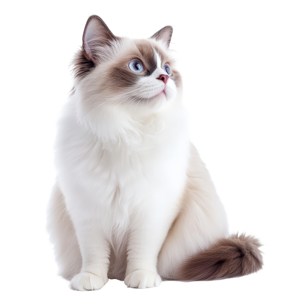Graceful Ragdoll cat displaying its elegant body against a clean backdrop in natural light, Graceful Ragdoll Cat Showcasing Its Full Body on transparent background png