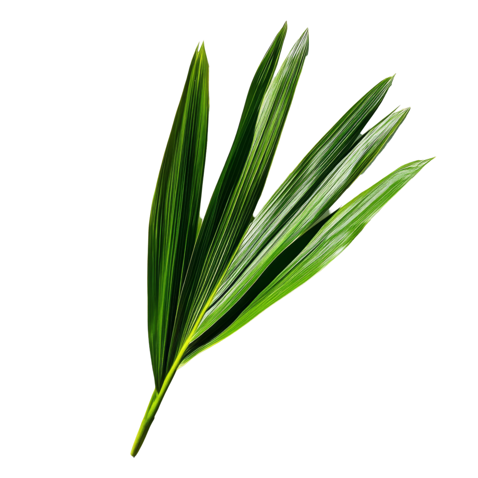Fresh pandan leaf isolated on a clean transparent background showcasing its vibrant green color and unique texture, pandan leaf on transparent background png
