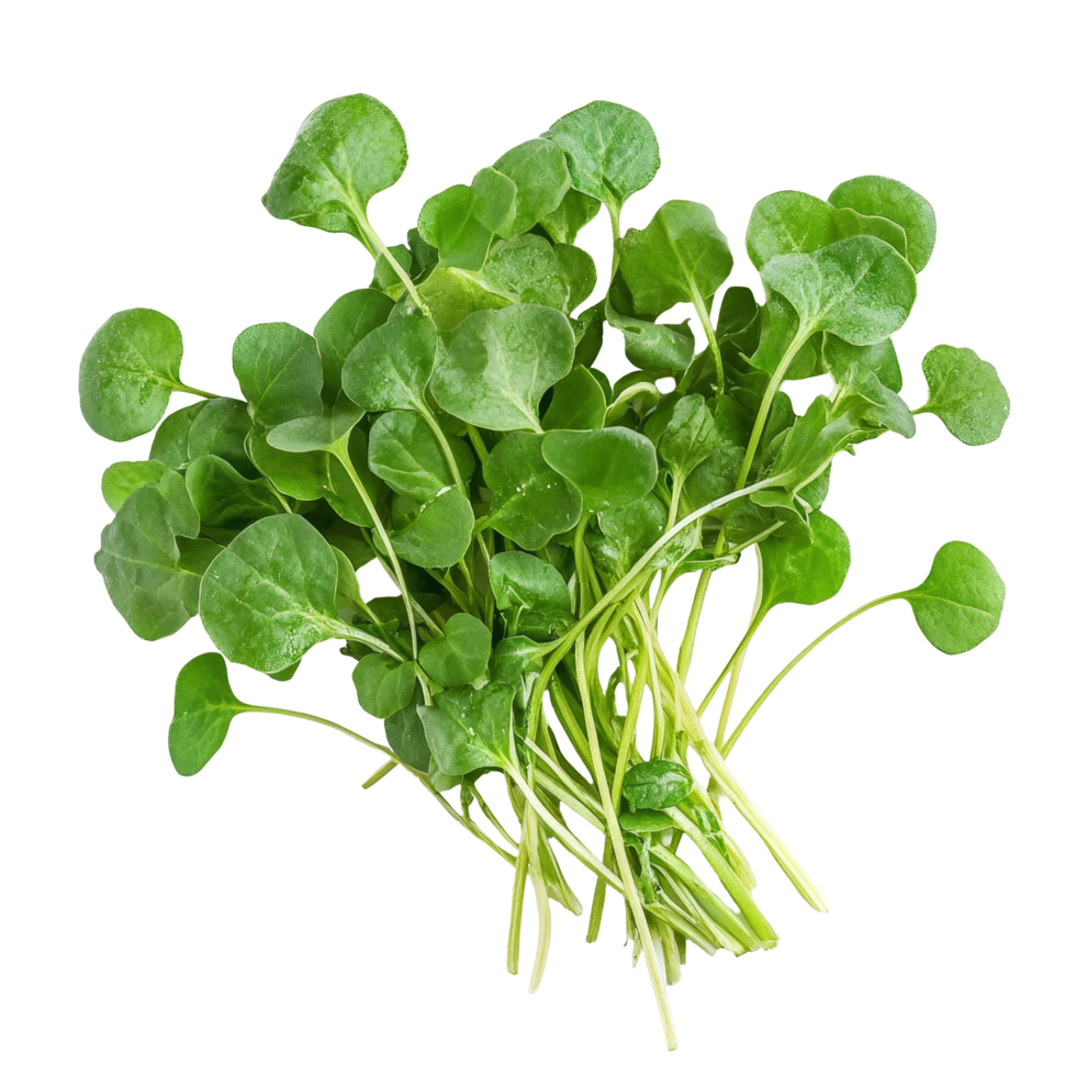 Fresh organic watercress arranged on a transparent background for culinary preparation and health focused, Fresh organic vegetable watercress on transparent background. vegetable watercress transparent background png