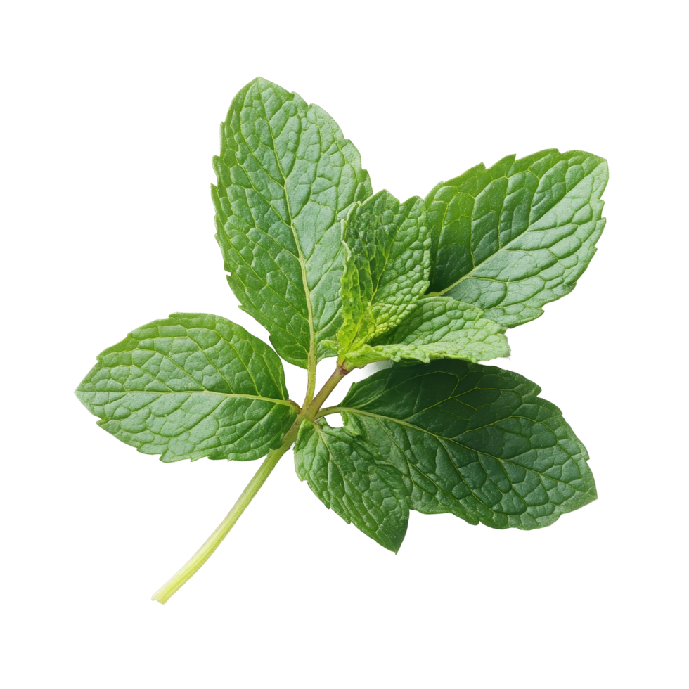 Fresh mint leaves on a transparent background, showcasing their vibrant green color and texture, perfect for culinary use, Fresh mint leaf close up on transparent background png