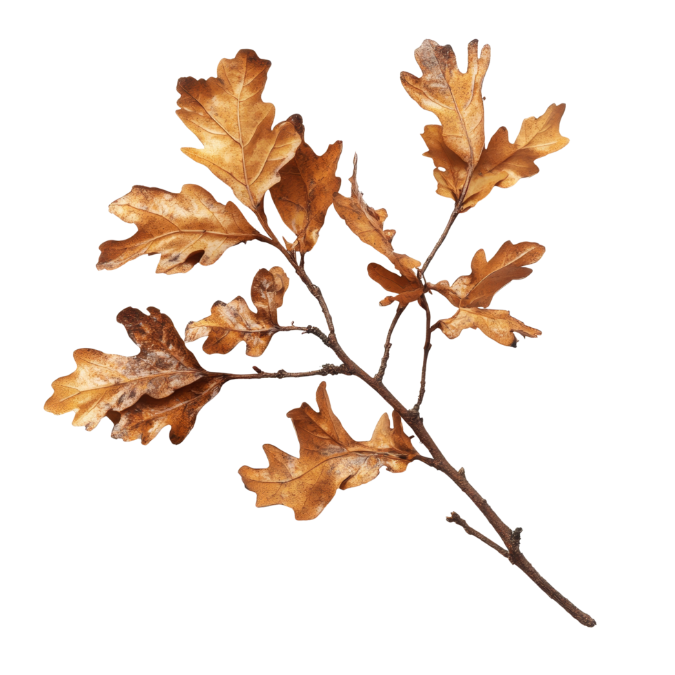 Oak branch draped with autumns dry brown leaves casting a subtle shadow on a light surface, Oak branch with autumn brown dry leaves with shadow, file of isolated object on transparent background png