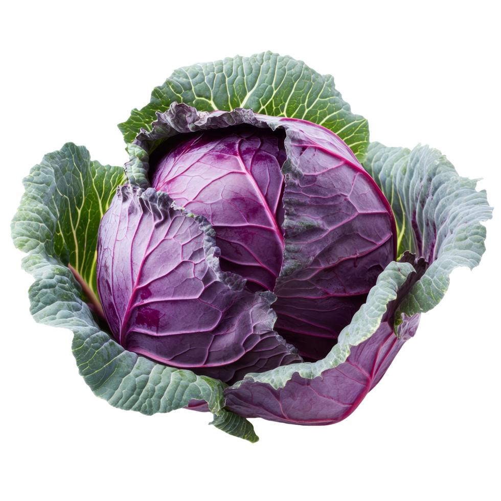 Fresh red cabbage with green leaves displayed on a transparent background, perfect for healthy meals and salads, Red cabbage with leaf isolated on transparent background png