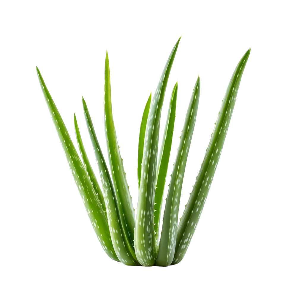 Fresh aloe vera leaves displayed on a clean transparent background, ideal for natural skincare and health uses, Fresh Aloe Vera leaves on transparent background png
