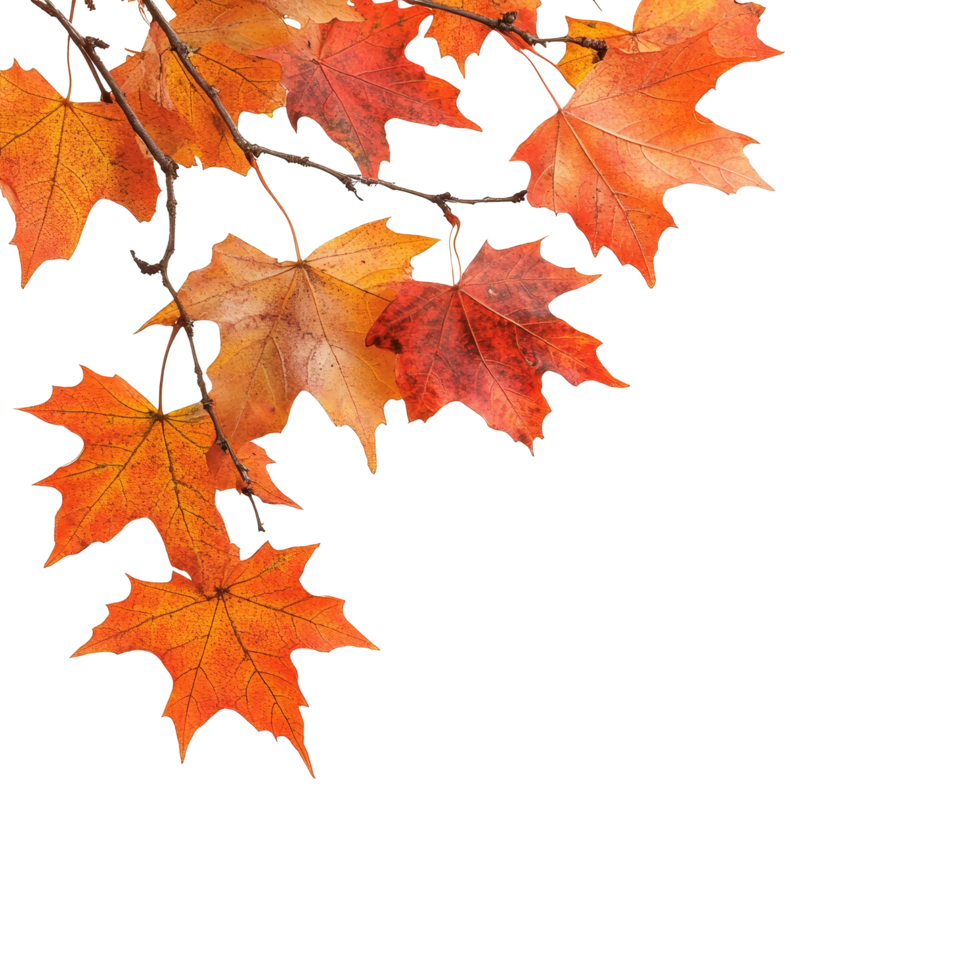Vibrant autumn maple leaves captured against a bright background in warm hues, autumn maple branch leaves in top left corner edge transparent background isolated on solid transparent background png