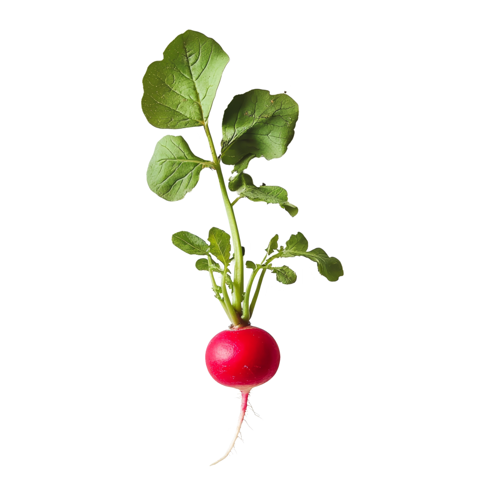 Fresh radish with vibrant green leaves on a clean transparent background showcasing natural produce, fresh radish on transparent background png