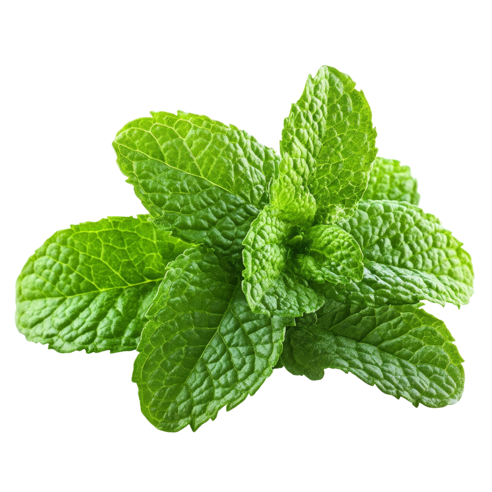 Fresh mint leaves isolated on a transparent background showcasing their vibrant green color and unique texture, Fresh mint full depth of field isolated on transparent background png