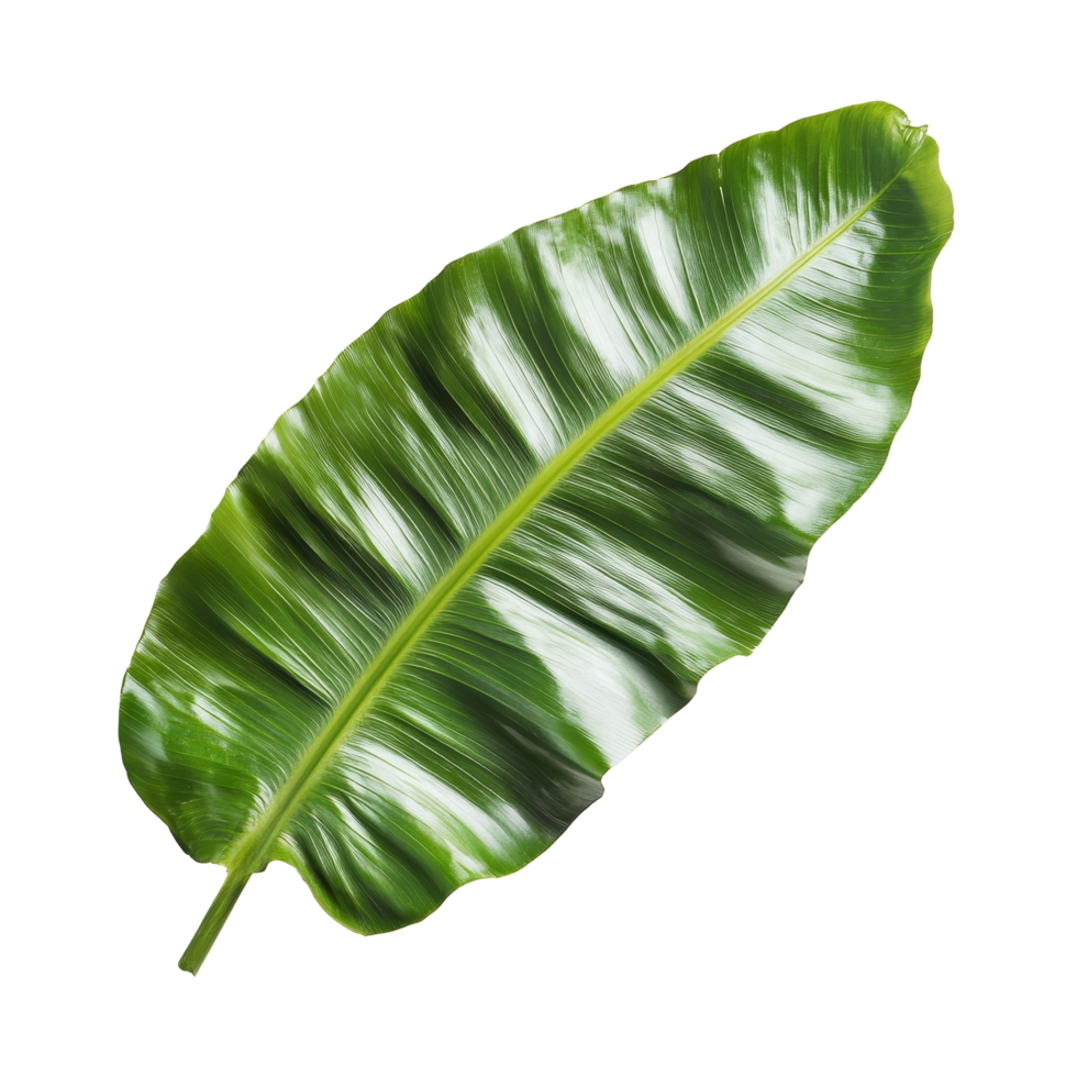 Bird nest fern leaf on transparent, highlighting its unique texture and color, bird nest fern leaf isolated on transparent backgroundfile png