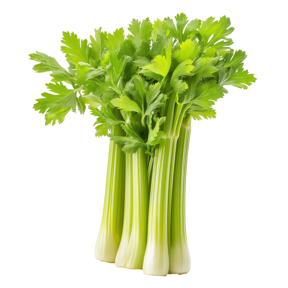 Fresh celery grouped together against a plain transparent background showcasing its vibrant green leaves and crisp stalks, Celery isolated on transparent background png