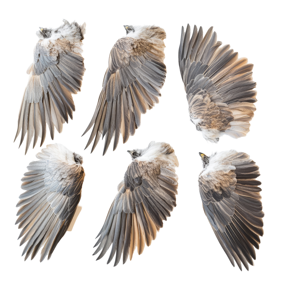 Unique display of bird wings showcasing intricate feather patterns against a clean transparent background, wings of birds on transparent background png