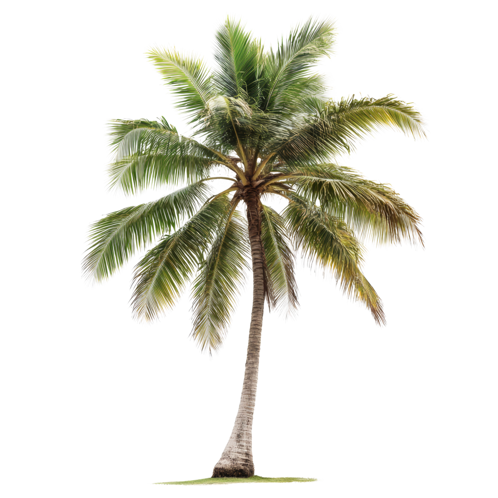 A tall coconut palm tree stands gracefully against a clean transparent background, showcasing its lush leaves and slender trunk, coconut palm tree on transparent backgroundfile png