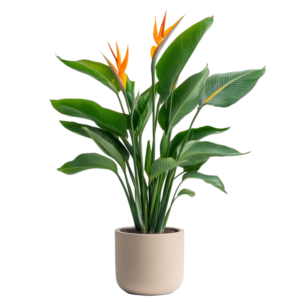 Vibrant orange bird of paradise in a neutral pot on a transparent background, Bird of paradise plant isolated transparent background png