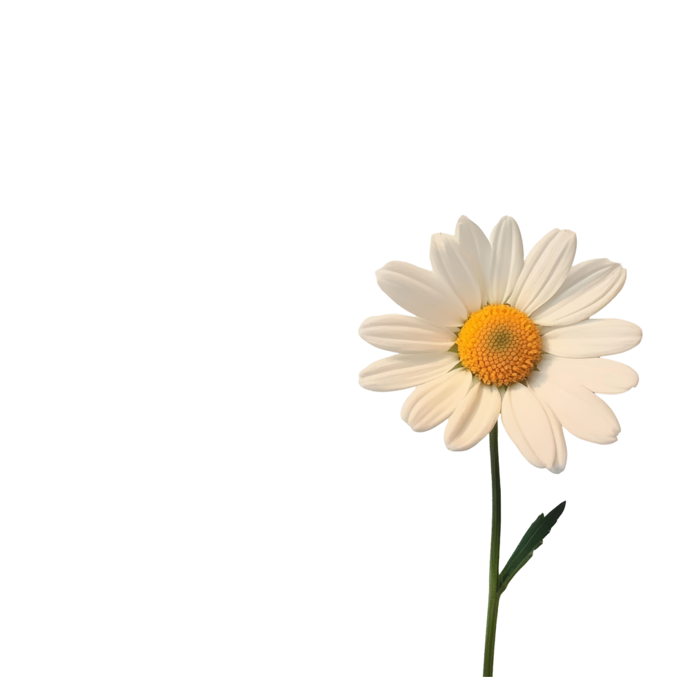 A single daisy flower with bright petals and a yellow center isolated against a clean transparent transparent background, daisy isolated on transparent png