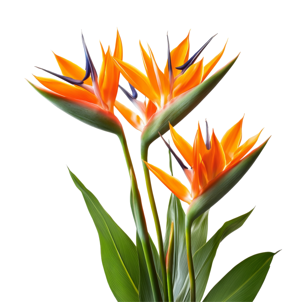 Stunning bird of paradise flowers in vibrant orange and blue showcasing tropical beauty against a neutral backdrop, featuring bird of paradise flowers, isolated or with a transparent background png