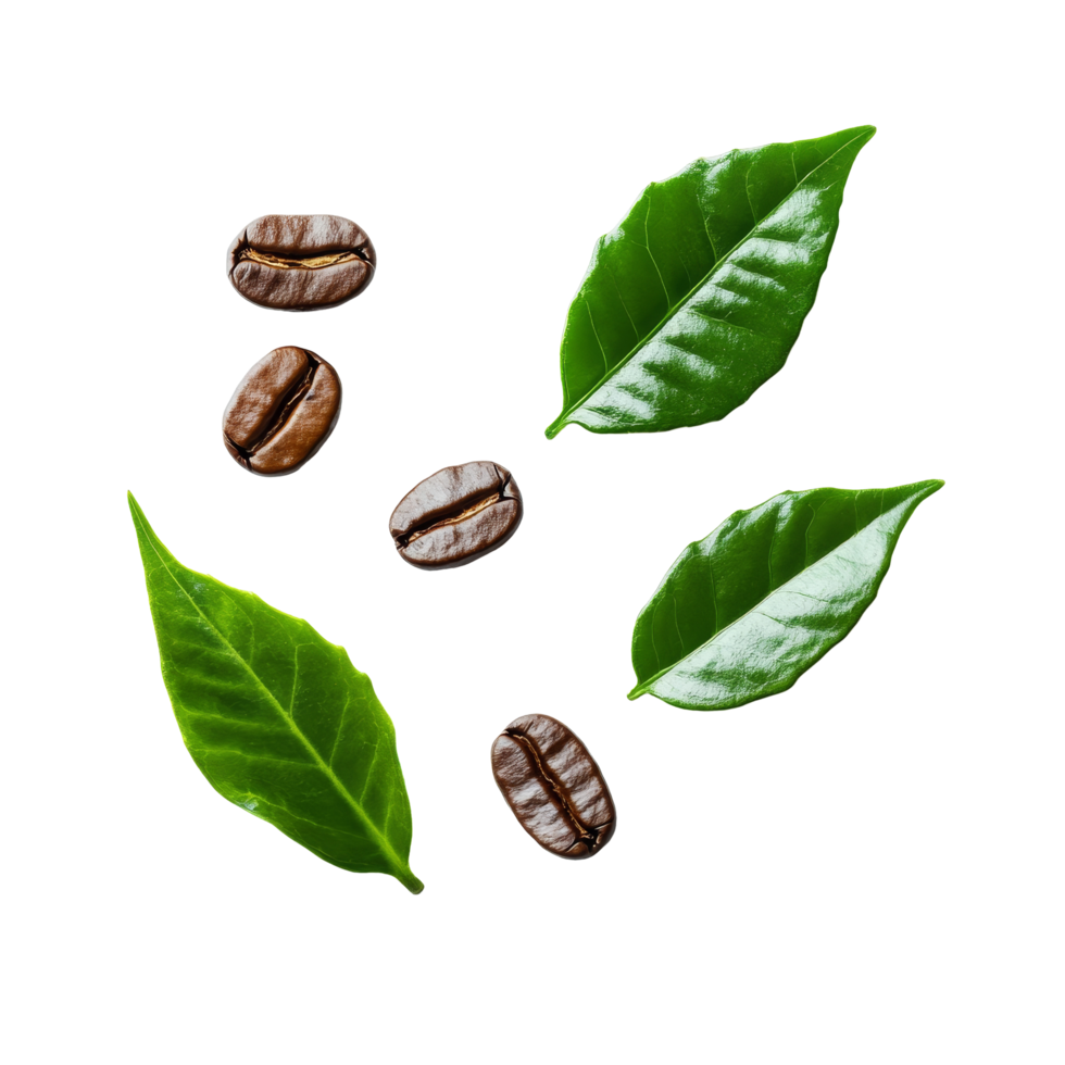 Fresh coffee beans and vibrant green leaves arranged artistically on a transparent background, highlighting the natural beauty of coffees origins, coffee beans and leeaf on transparent background png