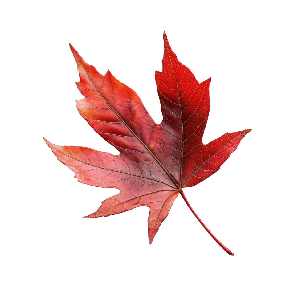 Vibrant red maple leaf on transparent, showcasing intricate details and colors, Beautiful maple leave isolated transparent background png