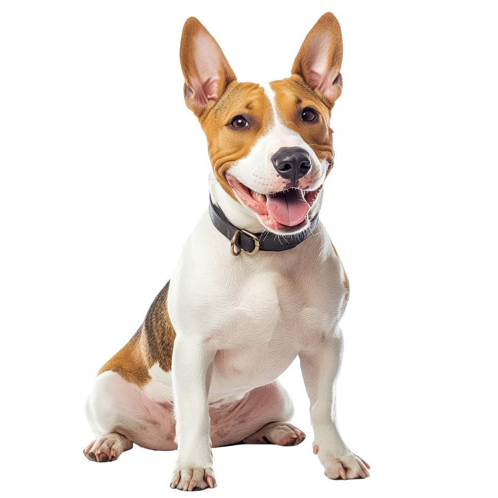 Cheerful Bull Terrier poses against a clean transparent background in a joyful and vibrant representation of the breed, Bull Terrier dog isolated on transparent background png