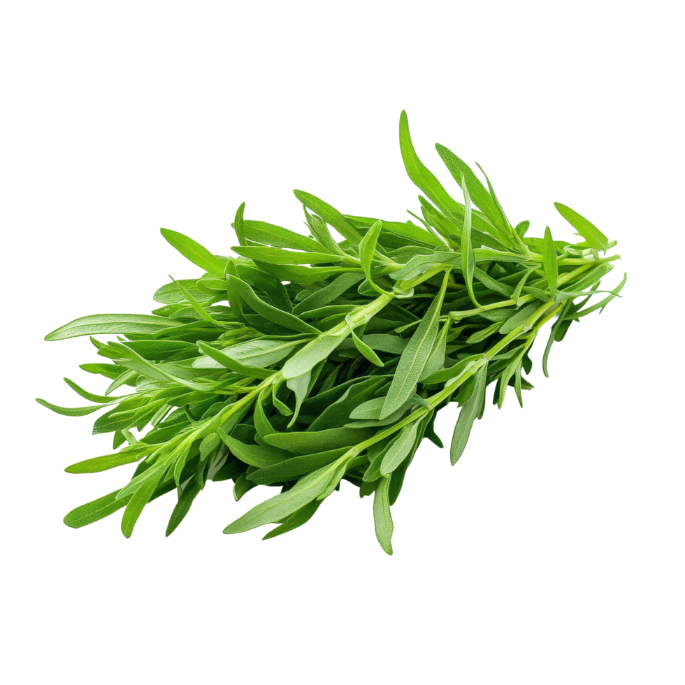Fresh tarragon herbs displayed on a pure transparent background for culinary use in cooking and garnishing dishes, Tarragon herbs on transparent background png