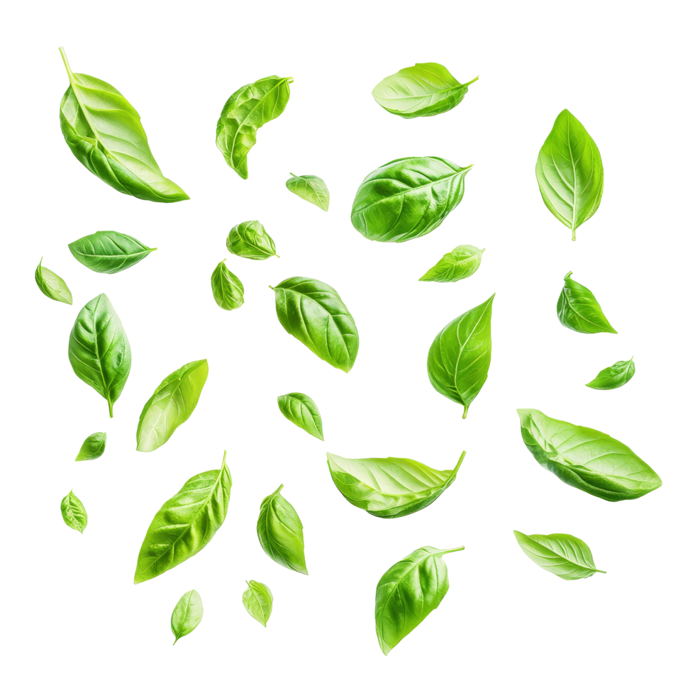 Fresh basil leaves floating in the air, isolated on a transparent background, showcasing vibrant green hues, various of green basil leaves in the air isolated on transparent background png