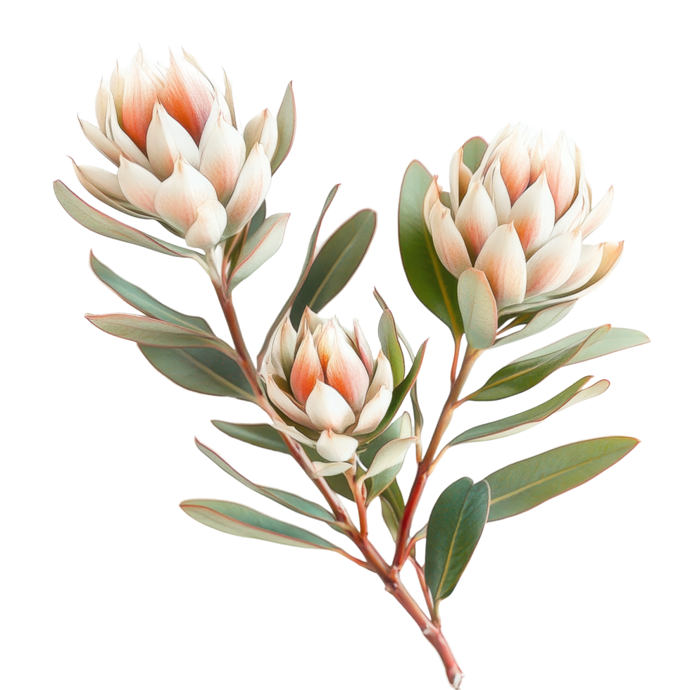 Leucadendron flowers showcasing unique flat blooms against a transparent background in natural lighting, Leucadendron flowers flattransparent background png