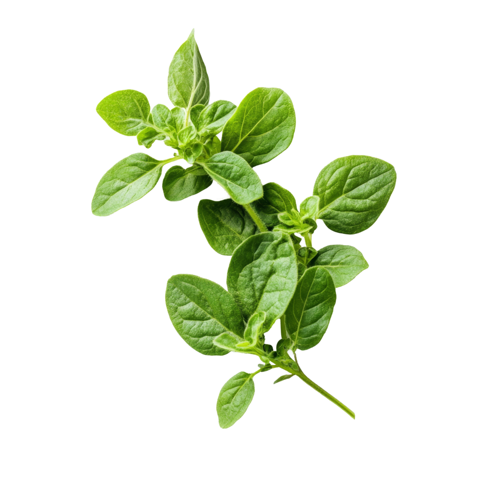 Fresh oregano sprigs on a clean transparent background ideal for culinary use, showcasing vibrant green herb freshness, Fresh oregano herb on transparent background png