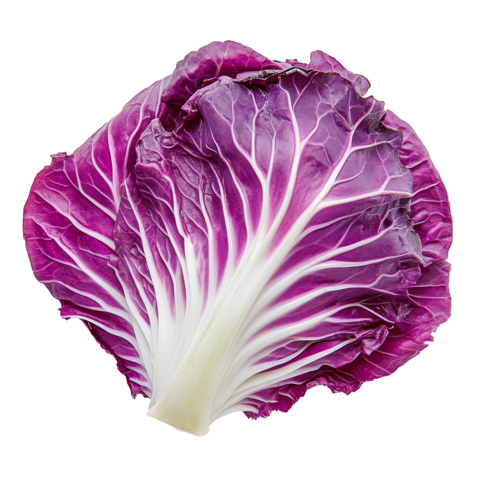 Purple Chinese cabbage on a transparent background showcasing its vibrant color and intricate leaf pattern, purple chinese cabbage on transparent background png