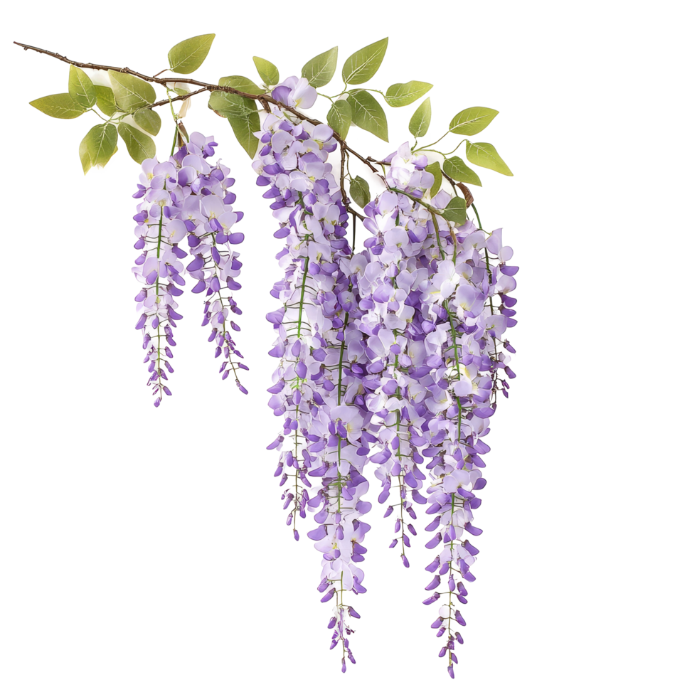Delicate purple wisteria flowers gracefully hanging from a branch in a serene setting, branch of beautiful hanging purple wisteria flowers, file of isolated object on transparent background png
