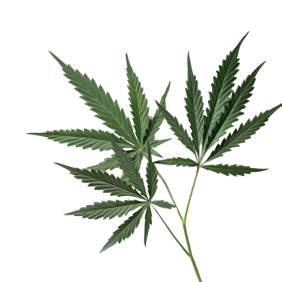 Fresh cannabis hemp leaves displayed on a clean transparent background in a layout, Cannabis hemp leaves transparent background png