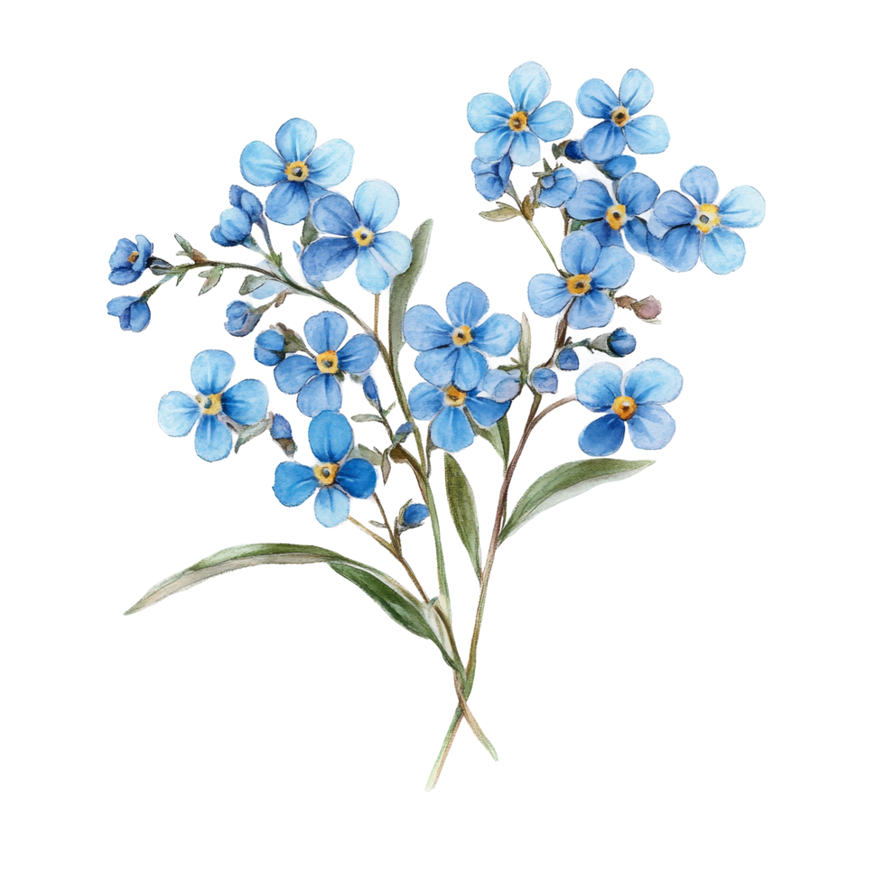 Stunning forget me not flowers in vibrant blue hues isolated on a pristine transparent background, forget me not flowers isolated on transparent background png