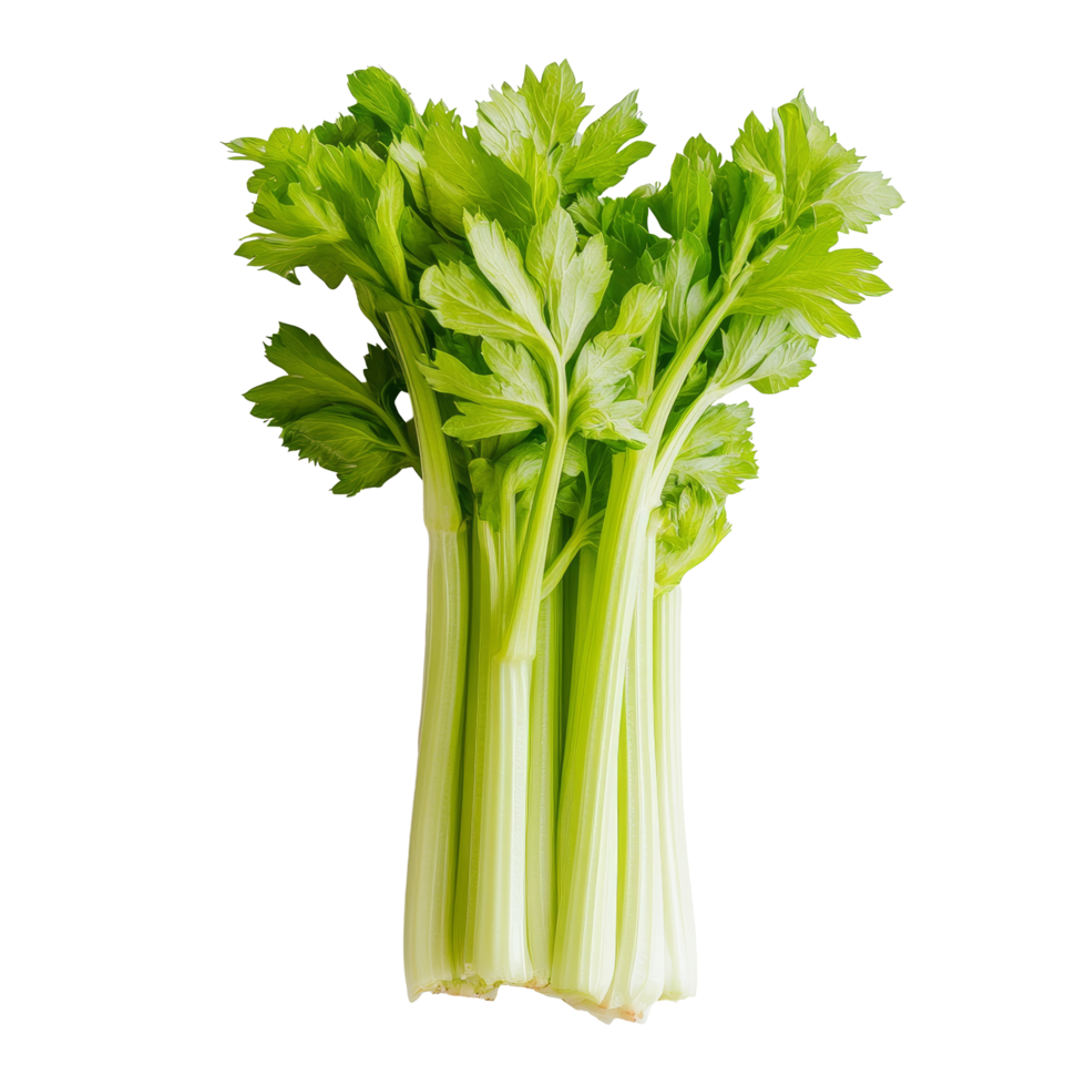 Fresh bunch of crisp celery on a clean transparent background ready for culinary use or healthy snacking, Fresh celery on transparent background png