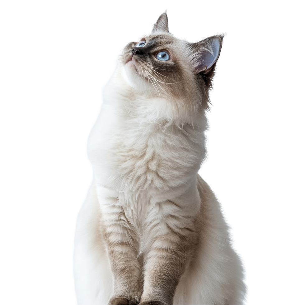 Graceful Ragdoll cat poses elegantly against a light background in a calm indoor setting, Graceful Ragdoll Cat Showcasing Its Full Body on transparent background png