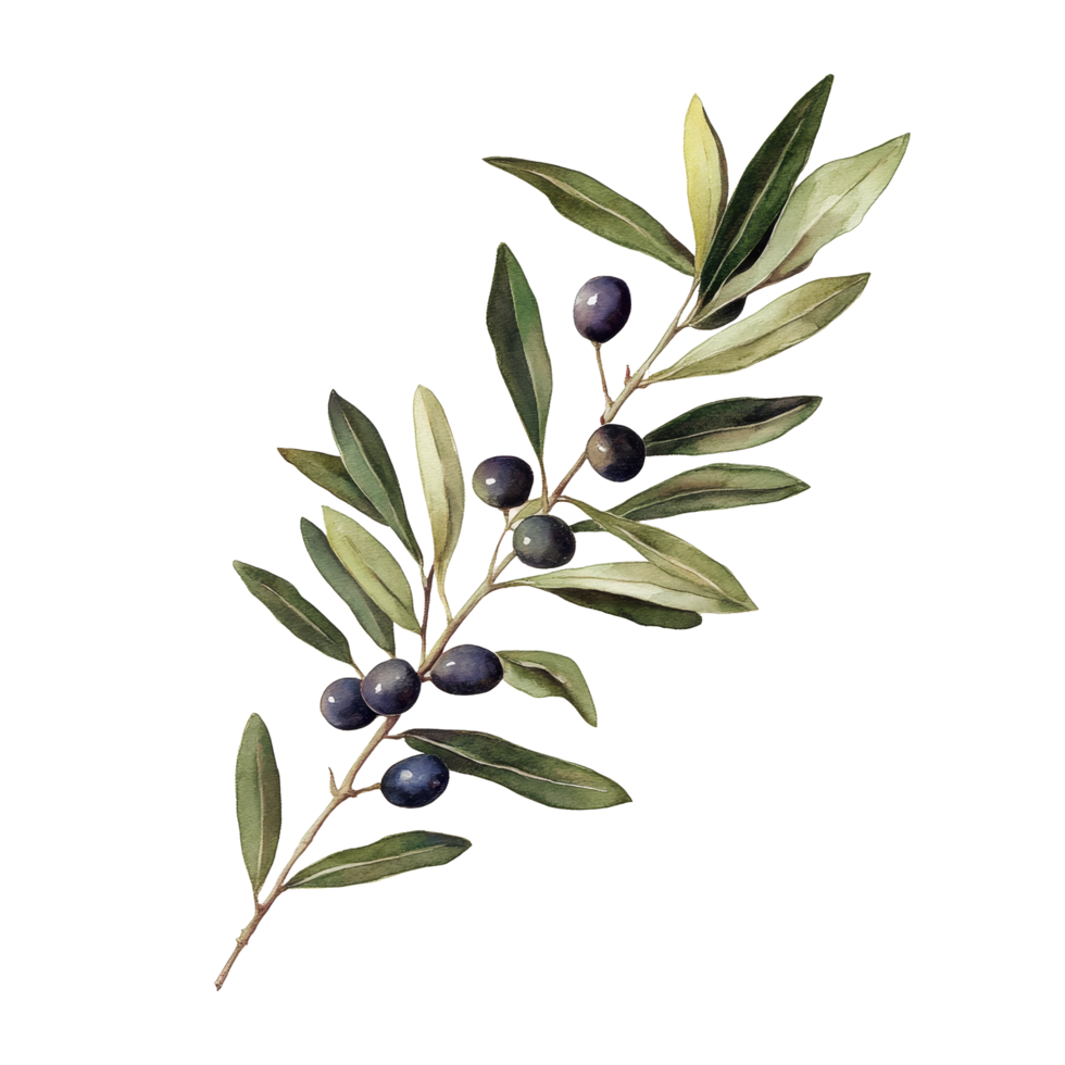 Olive fruit branch featuring ripe olives and lush green leaves against a clean transparent background, Olive fruit branch on a transparent background png