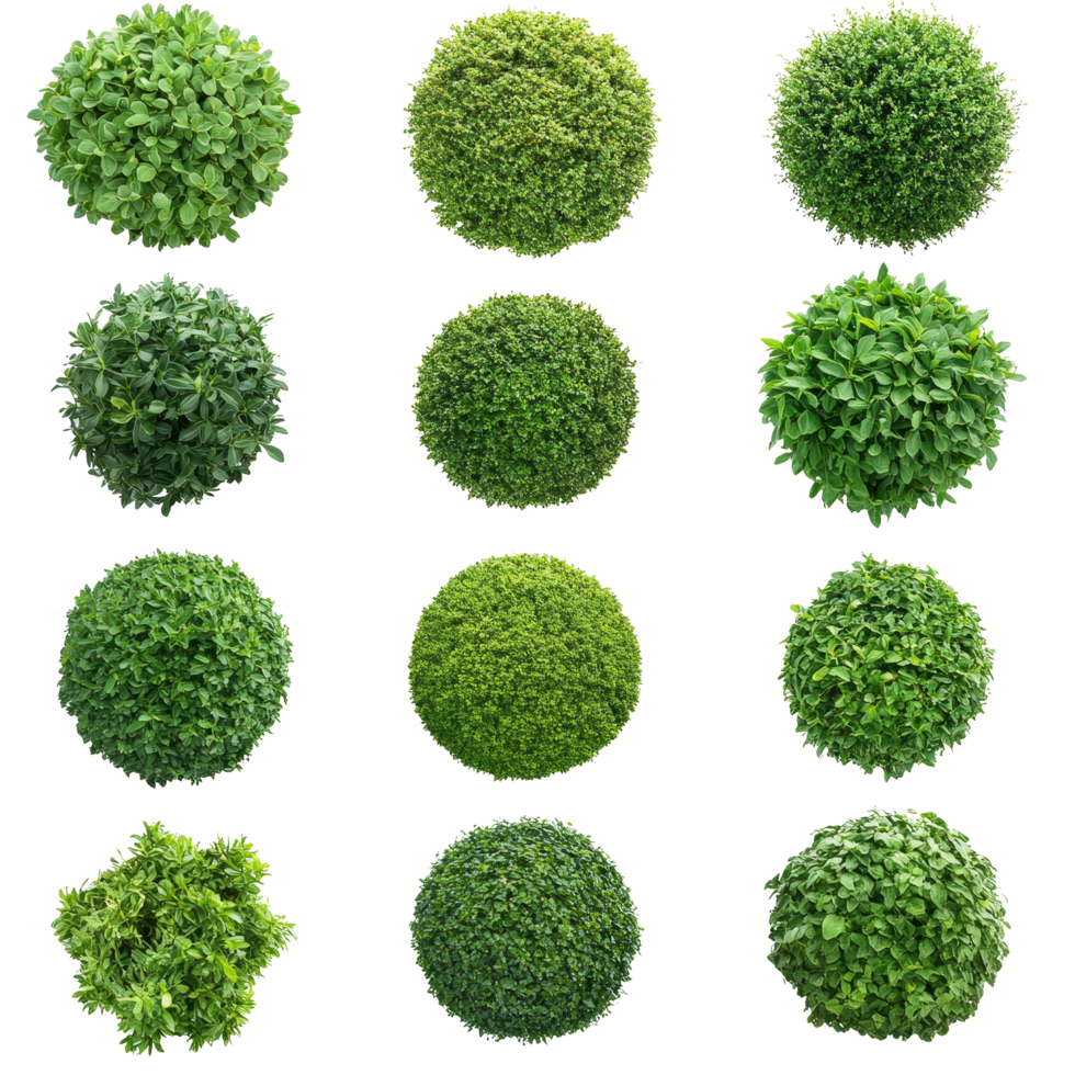 Collection of round green garden bushes isolated on a transparent background showcasing vibrant shades and textures of foliage, green garden bush round shape isolated on transparent background png