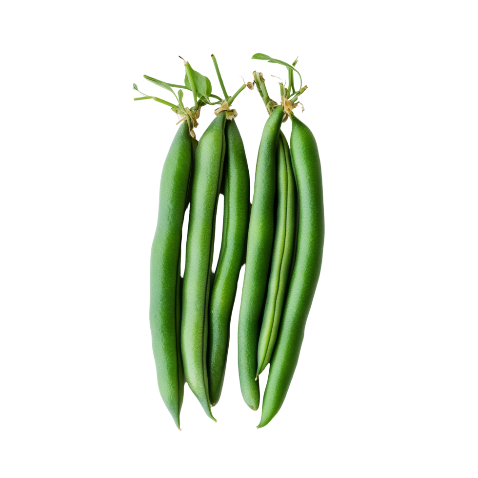 Fresh green beans arranged on a clean transparent background showcasing their vibrant color and natural shape, green beans on transparent background png