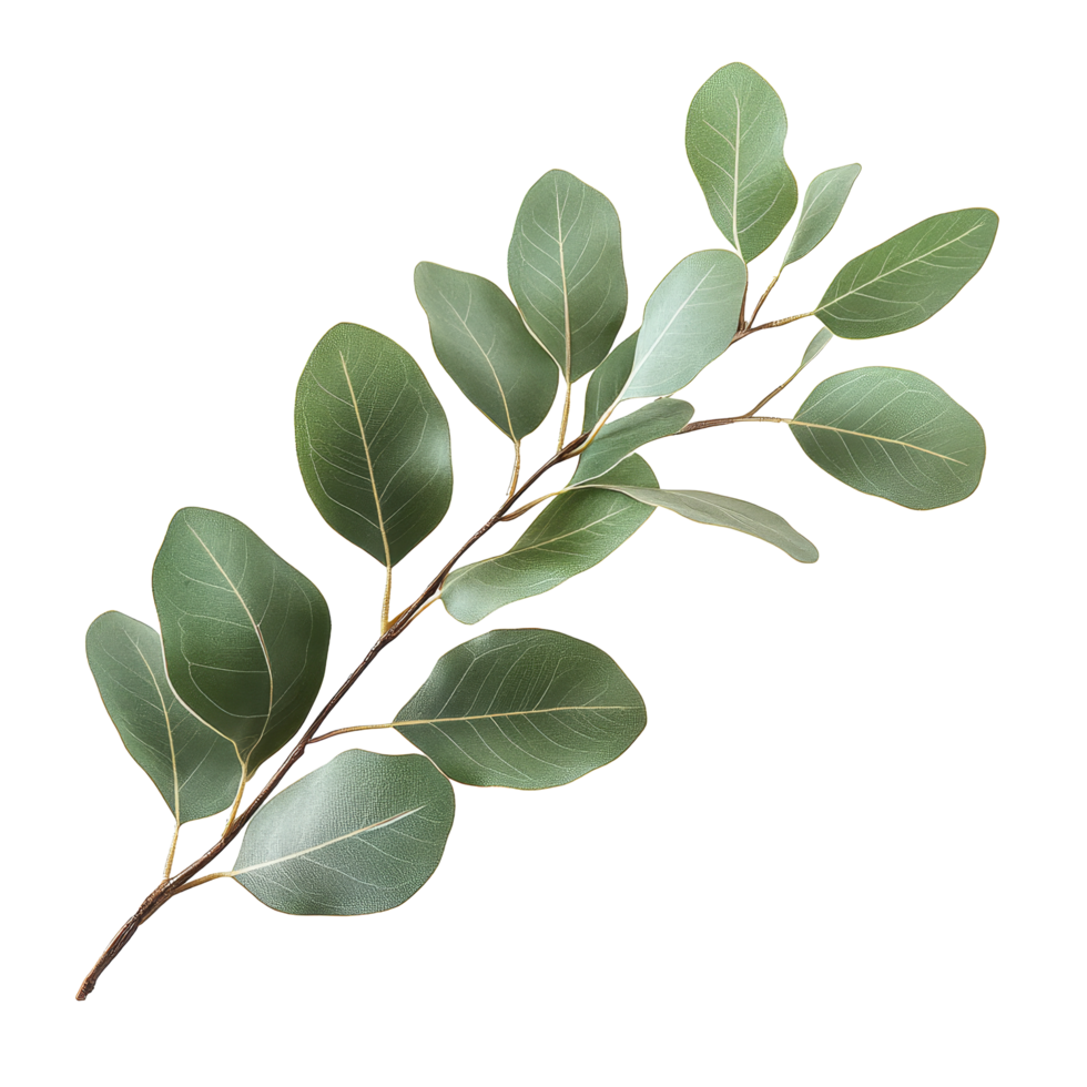 Eucalyptus branch with lush green leaves isolated on a clean transparent background for nature inspired design, eucaliptus branch with leaves isolated transparent background png