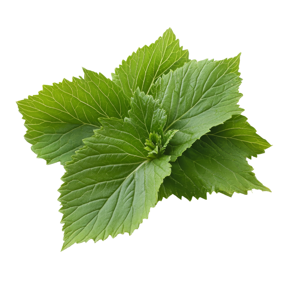Shiso leaves arranged on a clean transparent background, showcasing their vibrant color and unique texture, Shiso leaves on transparent background png
