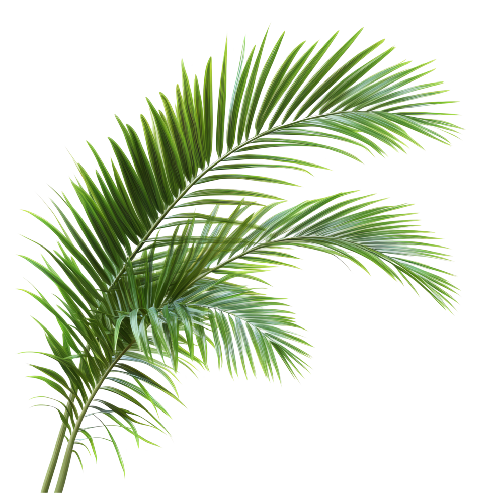Vibrant green palm leaves isolated against a clean transparent background for tropical aesthetics and design inspiration, Green leaves of palm tree isolated on transparent backgroundfile png