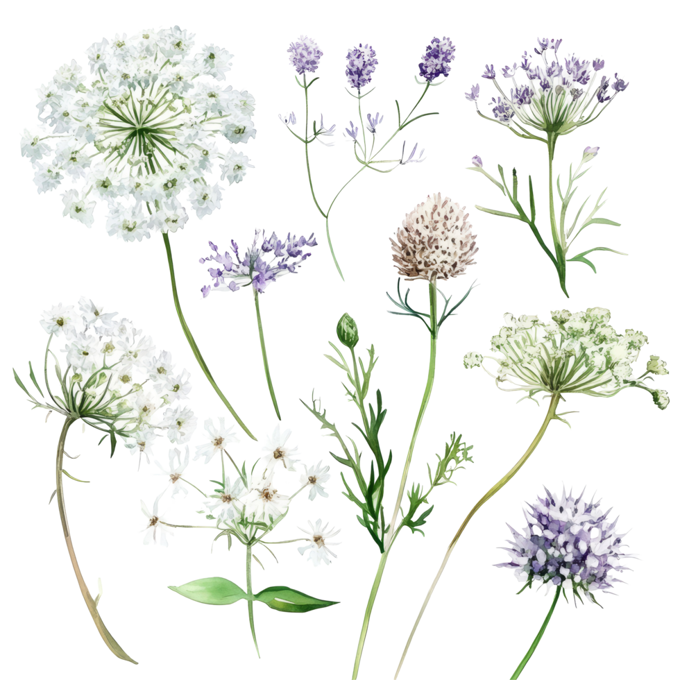 A beautiful collection of Queen Annes Lace flowers in watercolor showcasing detailed botanical illustrations, queen annes lace flowers isolated on transparent background png