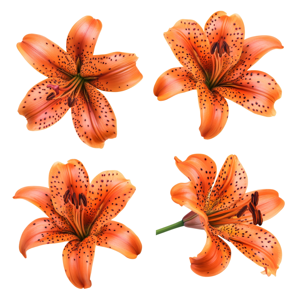 Beautiful top view of a single tiger lily flower showcasing intricate details and vibrant orange color on a soft backdrop, Single tiger lily flower top view isolated on transparent background png