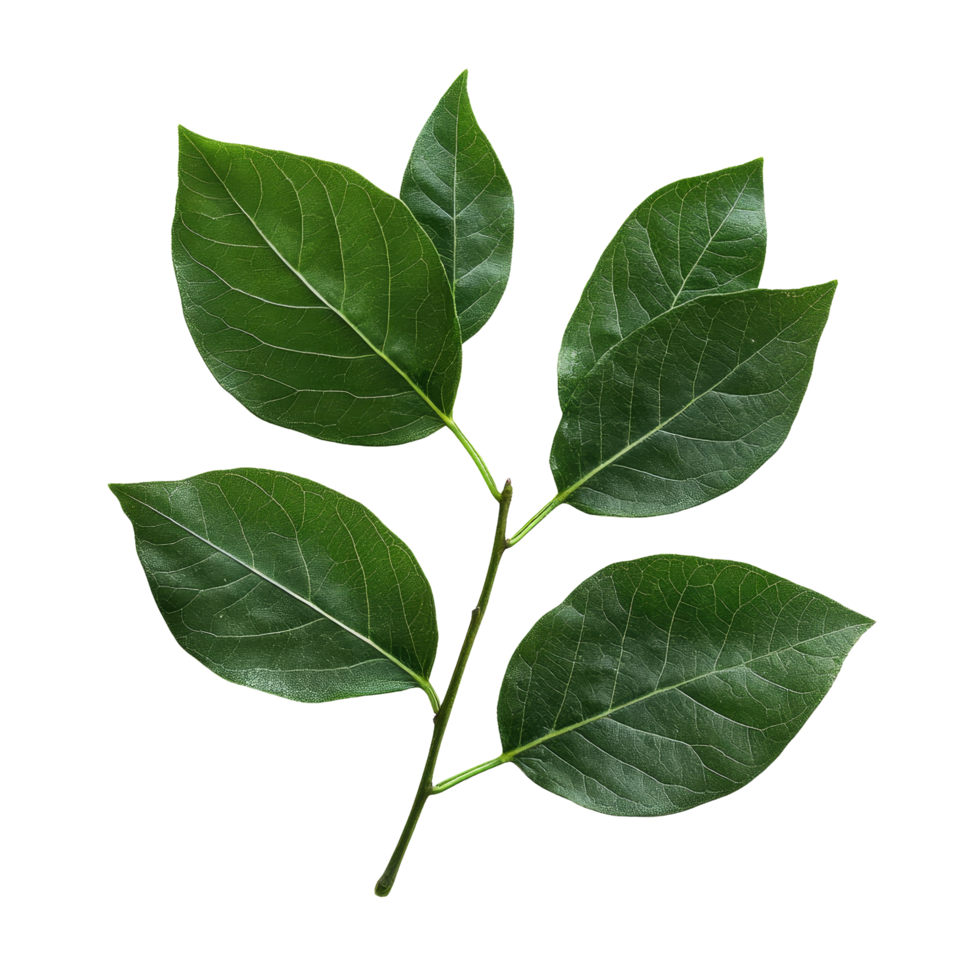 Fresh green leaves isolated against a transparent background showcasing their texture and vibrant color, leaves isolated on transparent background png