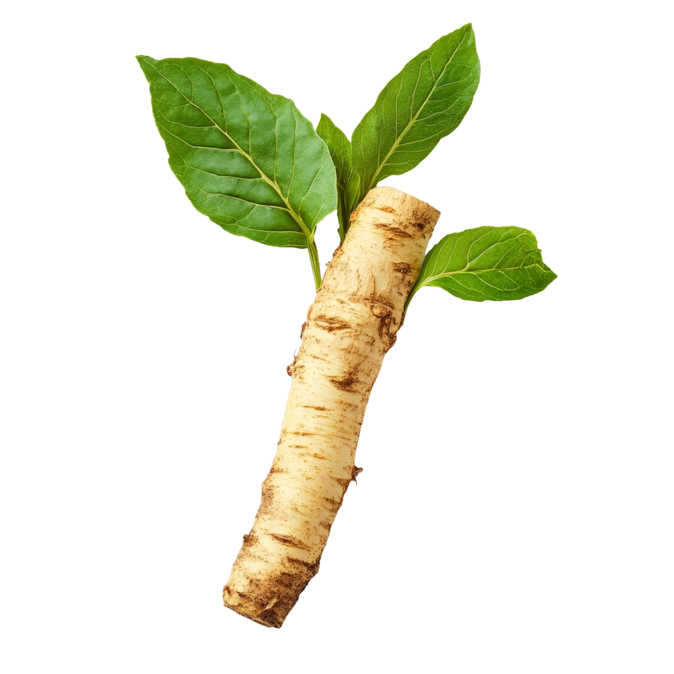 Fresh fingerroot with vibrant green leaves displayed on a clean transparent background, Fingerroot with leaf on transparent background png
