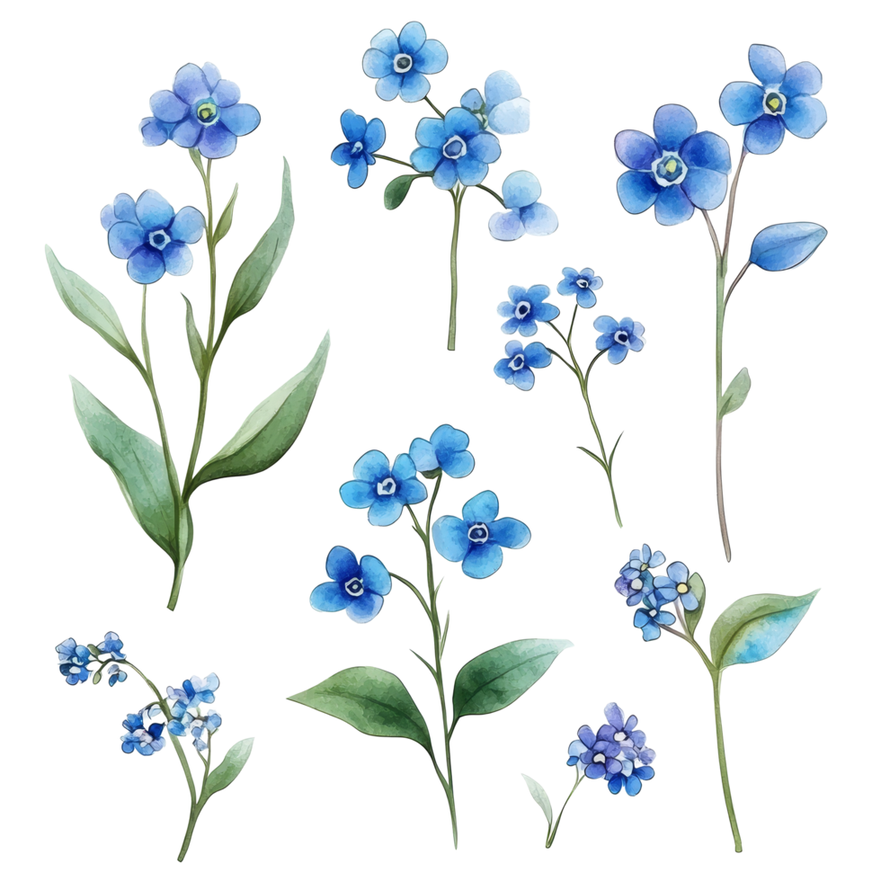 Collection of forget me not flowers displayed with vibrant blue petals and green leaves, perfect for botanical, Forgetmenot flower single stem isolated on transparent backgroud png
