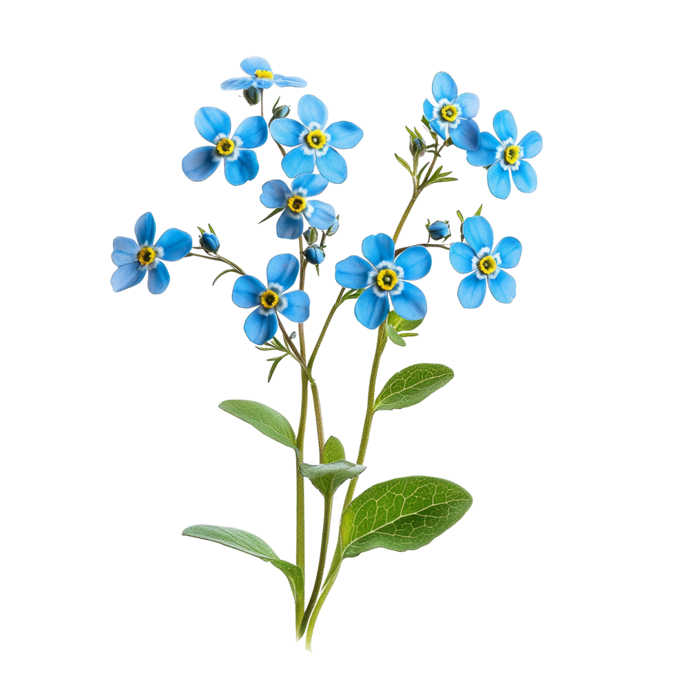 Beautiful forget me not flowers on a transparent background showcasing delicate blue petals and green leaves, forget me not flowers isolated on transparent background png