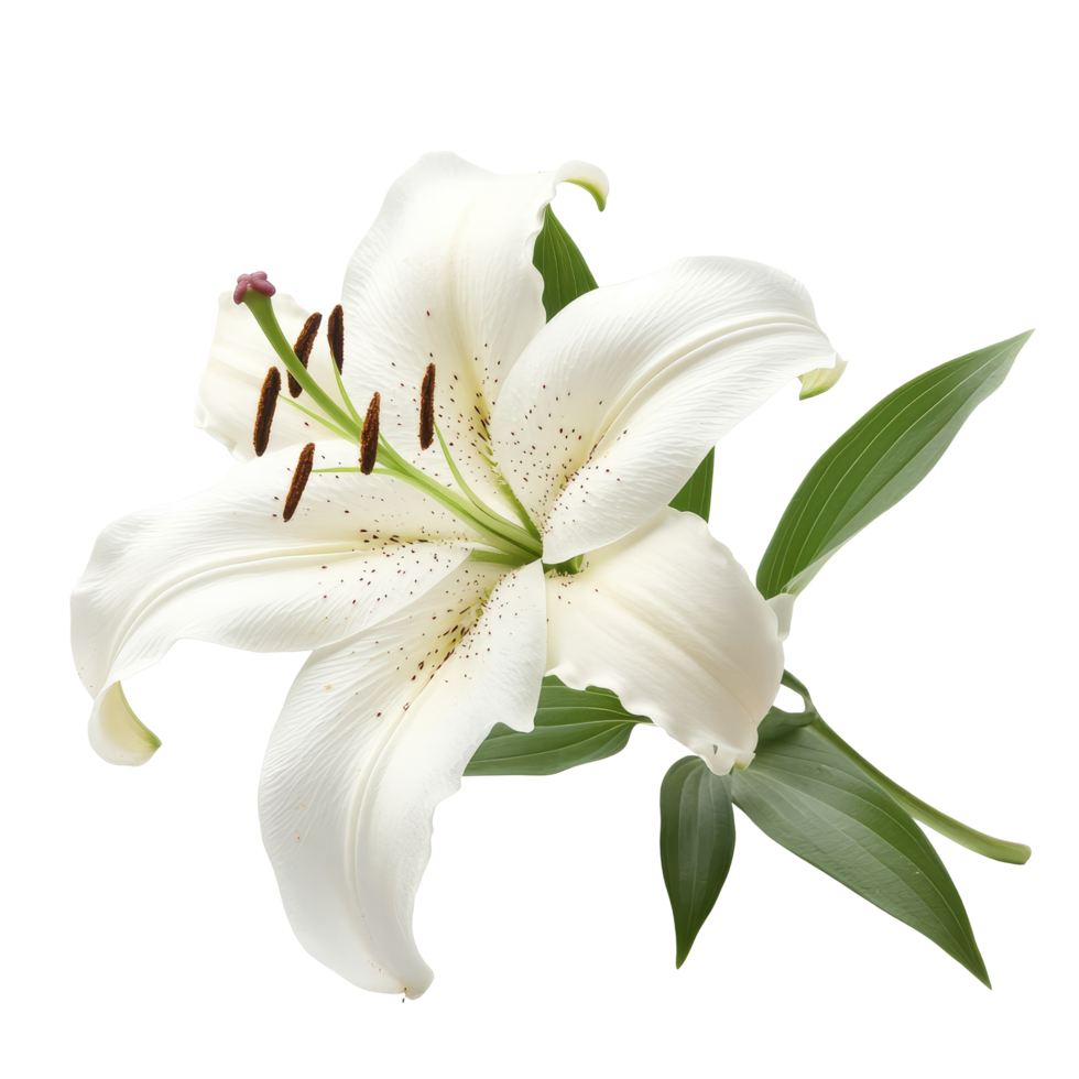 Elegant transparent lily on a clean transparent background with green leaves, showcasing its beauty, single lily flowers isolated on transparent background cutout png