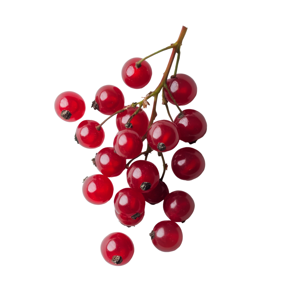 Bengal currants Carissa carandas Linn displayed on a transparent surface in natural light, Carissa carandas Linn or Bengal currants on transparent background png