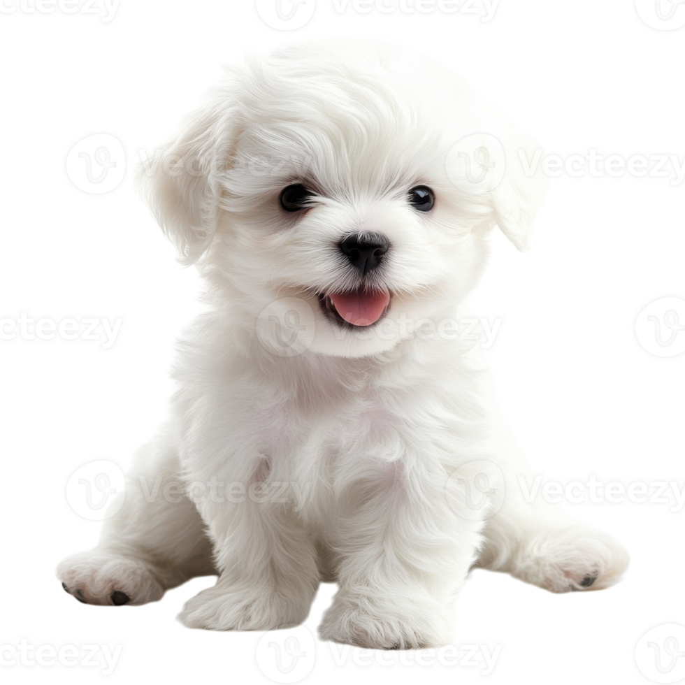 Adorable Smiling Maltipoo Puppy on transparent background. png