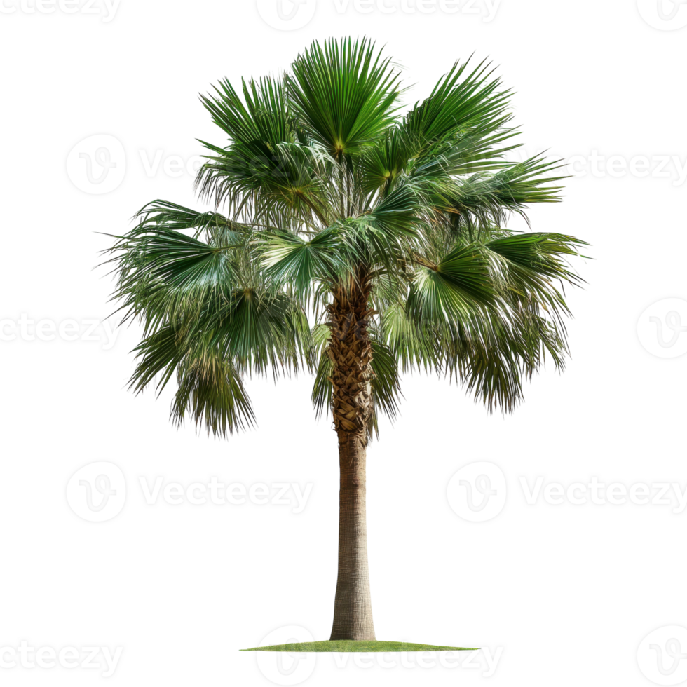 Majestic Palm Tree on White on transparent background. png